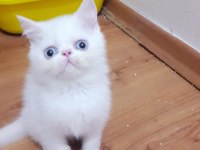 EXOTIC SHORTHAIR ERKEK 