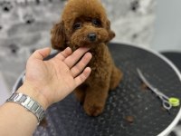Korean Orjinal Poodle Kızımız En iyisi