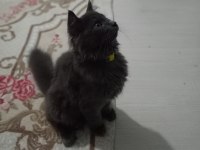 BRİTİSH LONGHAİR ERKEK 3.5 AYLIK