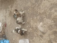 Süs köpeği yer Niğde merkez