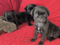 Siyah Renk Pug Mops Yavruları