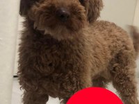 Yetişkin dişi poodle
