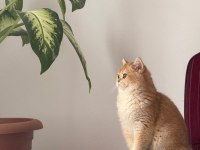 10 aylık full şecereli ny12 british shorthair