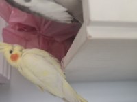 Konuşan Yumurtlayan Çift Sultan Papağanı