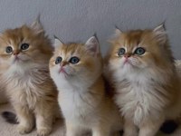 British shorthair ve longhair yavrular