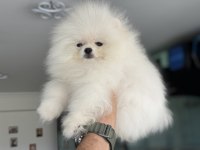 Show kalite teddy bear face pomeranian yavrularımız