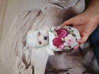 Maltese dişi erkek yavru köpeklerimiz