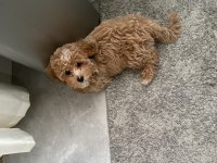 YAVRU MALTİPOO