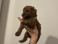 2 buçuk aylık aşılı erkek poodle yavrular
