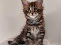 Full şecereli maine coon ünvanlı ebeveynlerden