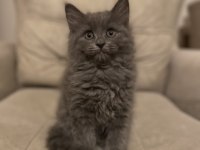 2.5 aylık sağlıklı british longhair yavrular
