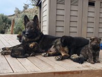 ANKARA - ORJİNAL German Shepherd Working Line