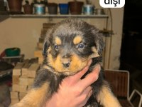 A kalite rottweiler bebeklerimiz