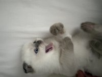 Scottish fold yarım kırık kulak