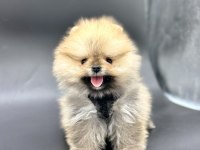 Sevimli Pomeranian Boo Yavrularımız