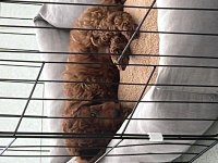 Safkan kore 3 aylık koyu renk poodle