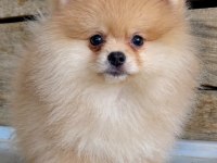 ORİJİNAL POMERANİAN BOO DİŞİ YAVRU