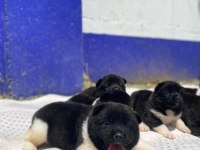 MUHTEŞEM KALİTE AMERİKAN AKİTA PANDA YAVRULAR