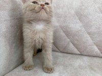 FAWN RENGİ Safkan BRİTİSH shorthair ayı surat bebek