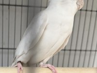Albino Sultan Papağanımız