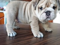 SHOW KALİTE EGZOTİK ENGLİSH BULLDOG