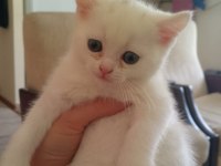 3 erkek ve 1 dişi british shorthair