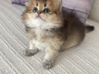 Efsane güzellikte longhair bebekler