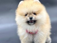 Sevimli Pomeranian Boo Yavrularımız