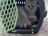 British shorthair kızımız
