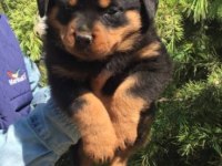 Irk ve Sağlık Garantili Rottweiler Yavruları