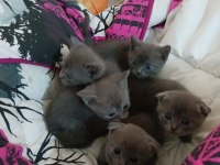 Safkan scottish fold kediler