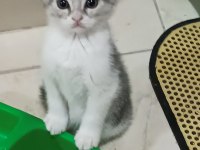 British shorthair tabby