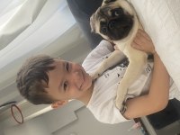 7 aylık dişi pug