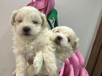 Maltipoo yavrum 55 günlük