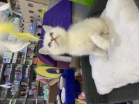 British shorthair dişi yavru