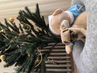 Pug yavru köpeklerim