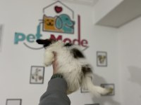 Petmode Köpek Çiftliğinden  tea cup papillon yavrumuz