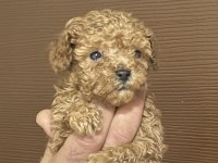 Muhteşem Poodle Bebekleri