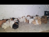 Ginepig ve tavşan çiftliği