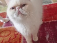 Exotic shorthair beyaz dişi