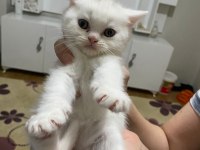 Mavis gözlü akıllı İran Chinchilla yavrularım