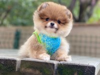 Pomeranian boo yavrum