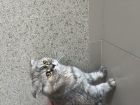 Scottish Fold 5 yaş