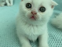 Sütten yeni kesilen scottish fold yavrularım