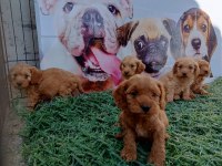 Tüy dökmez maltipoo yavrular harika renkler