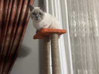 British shorthair ŞiLA yeni yuvasını arıyor