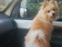 Pomeranian boo köpeğimiz full eğitimli