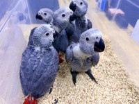 YERLİ ÜRETİM BEBEK FATURALI BELGELİ JAKO PAPAĞANLARI