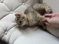 British shorthair kedisi