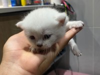 Sevimli british shorthair yavrular sıcak yuvalarını arıyor